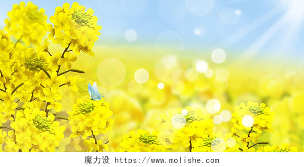 黄色清新油菜花蓝天光效油菜花背景春天油菜花